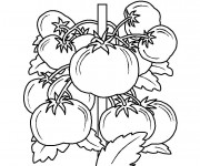 Coloriage Plante de Tomate