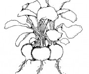 Coloriage Radis avec feuilles