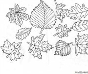 Coloriage Feuilles d'arbres For&ecirc;t