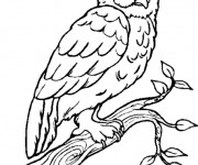 Coloriage Hibou Forêt en noir