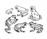 Coloriage et dessins gratuit La Grenouille Forêt à imprimer