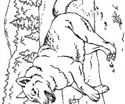 Coloriage et dessins gratuit Le loup Forêt à imprimer