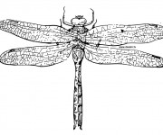 Coloriage Libellule 27