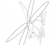 Coloriage Libellule 29