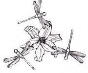 Coloriage Libellule 31