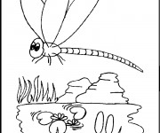 Coloriage Libellule 36
