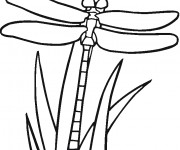 Coloriage Libellule 37