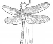 Coloriage Libellule 39