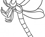 Coloriage Libellule 43