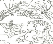 Coloriage Libellule 44