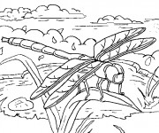 Coloriage Libellule 46