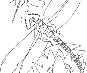 Coloriage Libellule 47