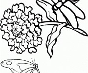 Coloriage Libellule 50