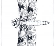 Coloriage Libellule 53