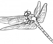 Coloriage Libellule 57