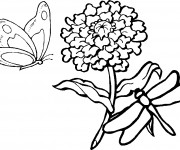 Coloriage Libellule 58