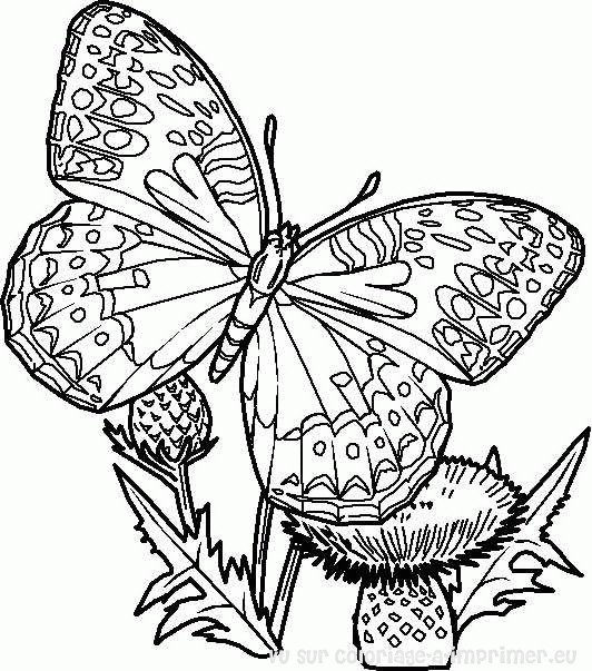 Coloriage Magnifique Papillon En Couleur Dessin Gratuit à