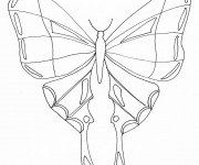 Coloriage Magnifique Papillon Insecte