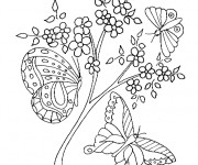 Coloriage Magnifiques Papillons sur Les Fleurs