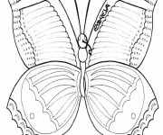 Coloriage Papillon qui ouvre ses ailes