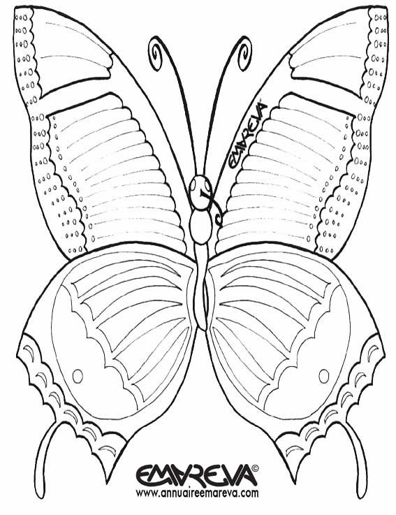 Coloriage Papillon qui ouvre ses ailes dessin gratuit à imprimer