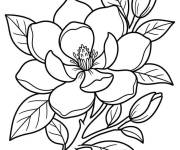 Coloriage Agr&eacute;able fleur de Magnolia