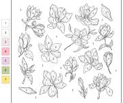 Coloriage Collection de fleur Magnolia par num&eacute;ro