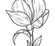 Coloriage Colorier la Fleur de magnolia