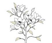 Coloriage Croquis Magnolia
