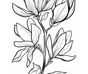 Coloriage Exemple de Magnolia