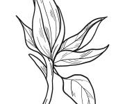 Coloriage et dessins gratuit Feuille de magnolia à imprimer