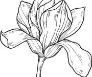 Coloriage Fleur de magnolia