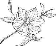 Coloriage Fleur de magnolia &agrave; t&eacute;l&eacute;charger
