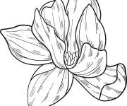Coloriage Fleur de magnolia d&eacute;taill&eacute;