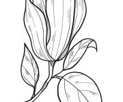 Coloriage Fleur de magnolia grande section