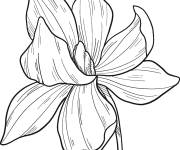 Coloriage Fleur de magnolia imprimable