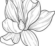 Coloriage Fleur de magnolia pour ce1