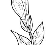Coloriage Fleur de magnolia pour cp