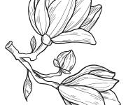 Coloriage Fleur de magnolia pour enfants