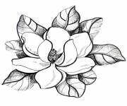 Coloriage Fleur de Magnolia stylis&eacute;