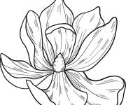 Coloriage Fleur de magnolia vue de haut