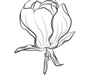 Coloriage et dessins gratuit Fleur ferm&eacute; de Magnolia à imprimer