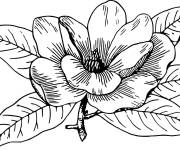 Coloriage Fleur magnifique de magnolia