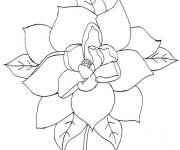 Coloriage et dessins gratuit Fleur ouverte de Magnolia à imprimer