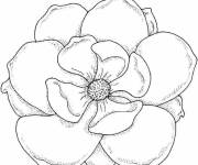 Coloriage G&eacute;ante fleur de Magnolia