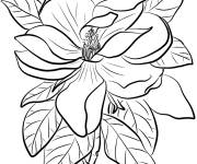 Coloriage Grande fleur de Magnolia