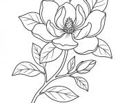 Coloriage Grosse fleur Magnolia
