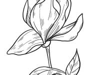 Coloriage Illustration de Fleur de magnolia