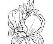 Coloriage Illustration de Magnolia
