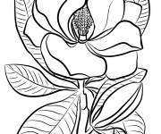 Coloriage Image de Magnolia